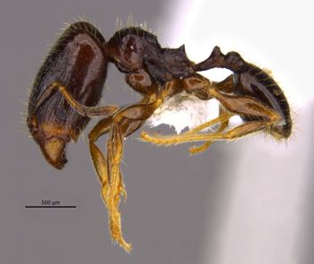 Media type: image;   Entomology 36177 Aspect: habitus lateral view